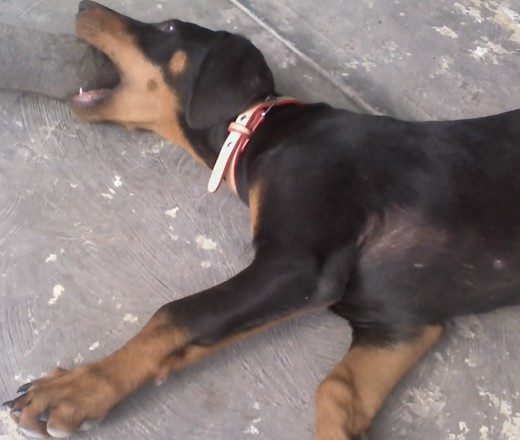 Aqui tenía 3 mese y medio. Aqui tenía 3 mese y medio.